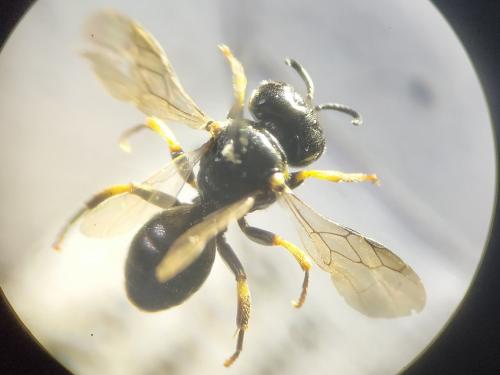 Réf. 243 131 : Entomognathus brevis
